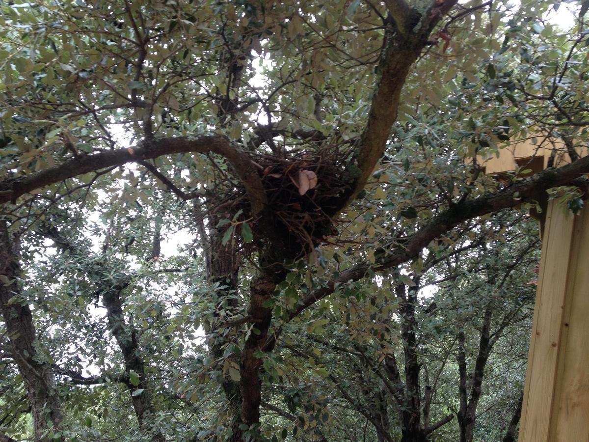 Les Dans Les Bois Logis 3* Villedubert