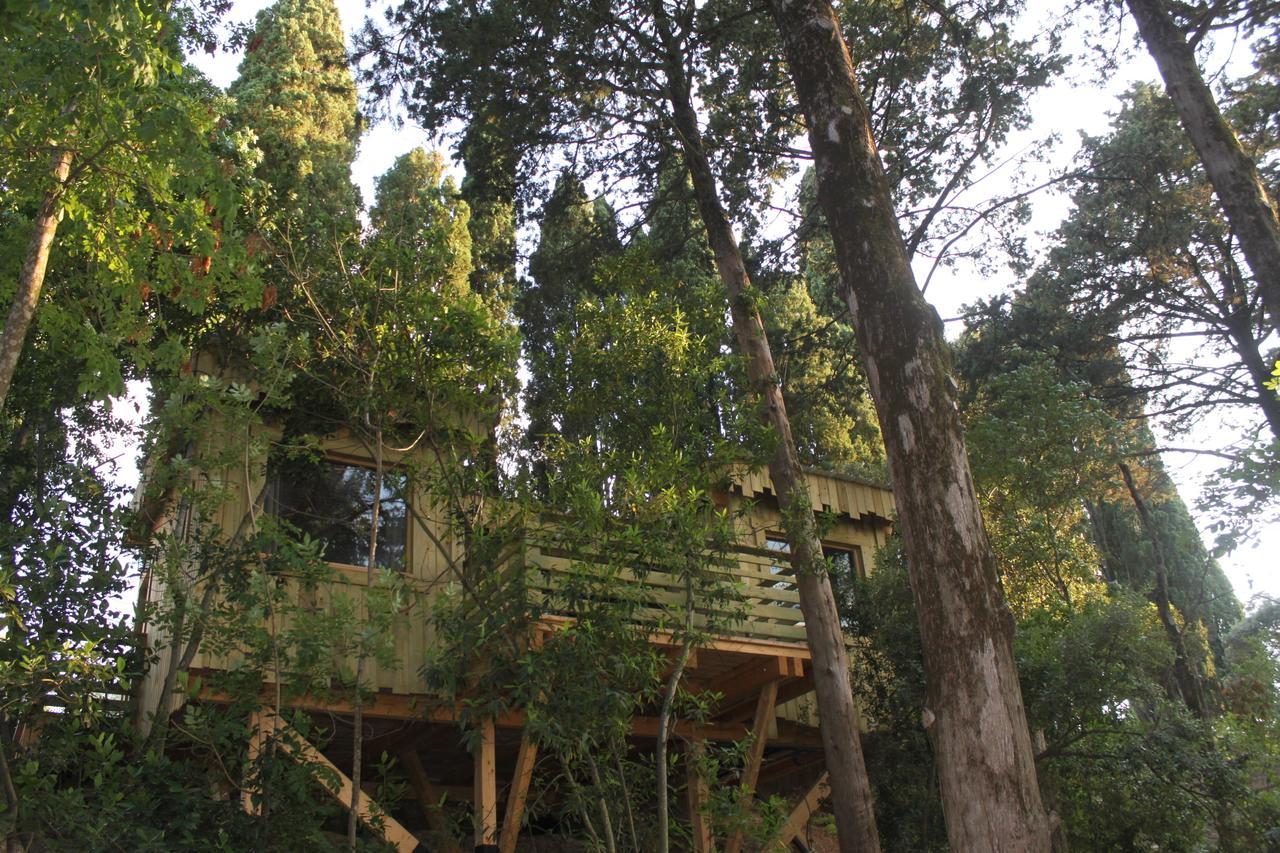 Les Dans Les Bois Villedubert